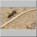 Arachnospila anceps - Wegwespe w004a 7-8mm mit Spinne - OS-Wallenhorst-Sandgrube-det.jpg